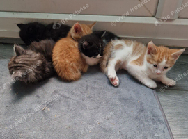 Adorable kittens ready for a new home 7th September mixed prices