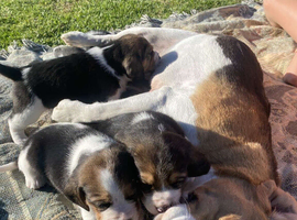 DNA Girls And Boys Beagle Puppies