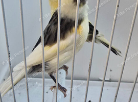 BEAUTIFUL COLOURS CANARIES FOR SALE