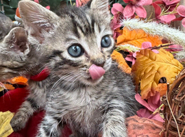 RAGDOLL MIX KITTENS