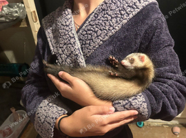 Ferrets 14 weeks old