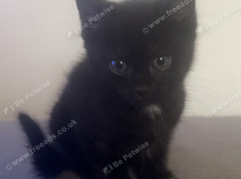 Selling black and white kittens 1 month old