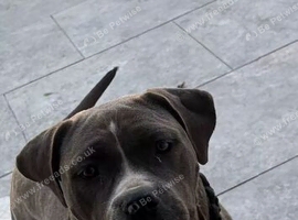 Female pup