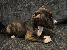 American bulldog puppy's