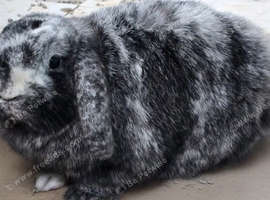 Male rabbit microchipped and castrated for sale