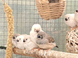 Zebra finch for sale