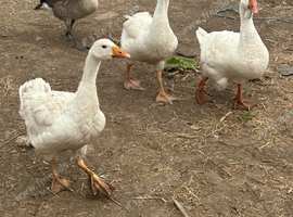Geese