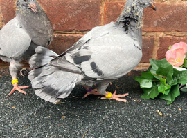 Very nice and very good quality racing pigeons