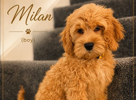Unique American Cockapoo Puppies
