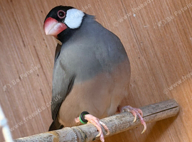 Aviary clear out
