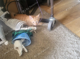 2 beautiful little boy kittens
