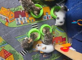 2 kittens for adoption