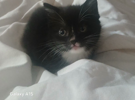 Kittens ready now