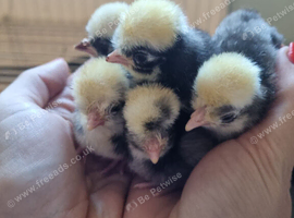 Polish chicks and pekins hatched 3/7