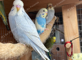 Aviary bred baby budgies