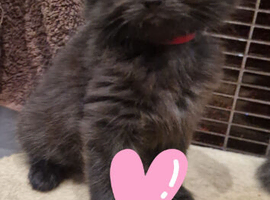 Kitten