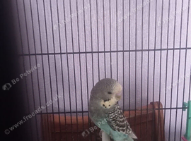 Baby budgie s for sale