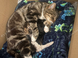 Kittens