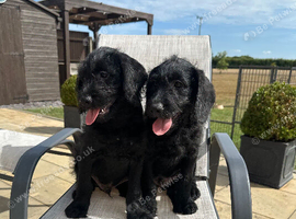Fully Health Tested F1 Labradoodle Puppies