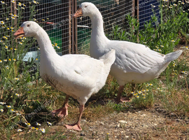 Smooth Sebastopol male goslings