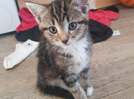 Beautiful kittens 2 boy 4 girls ready for homes