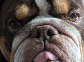 6 year old male English bulldog