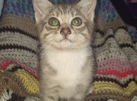 2 beautiful bengal cross girl kittens available now