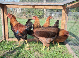Welsumer Partridge  lg fowl 3 hens each 1 cock available