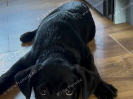 Beautiful black female Labrador x