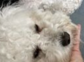 Bichon Frise for sale