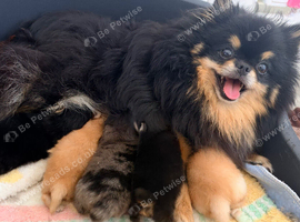 Pomeranian puppies for sale