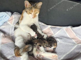 Kittens for adoption
