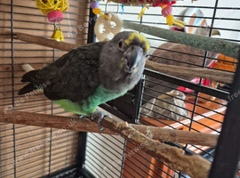 Myers Parakeet