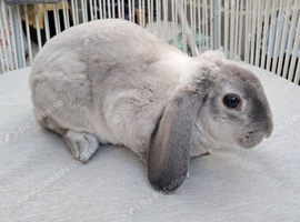 Mini lops/ plush lops