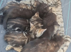 Beautiful babies for sale