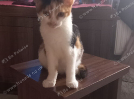 Gorgeous Felix for sale