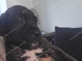 Cane corso puppy