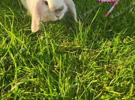 Male bunny