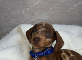 Dachshund babies