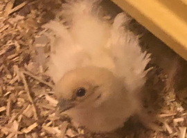 Silkie frizzle.  .
