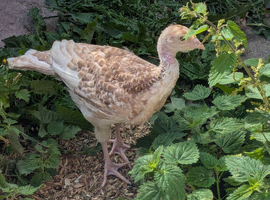 Red bourbon turkey poults