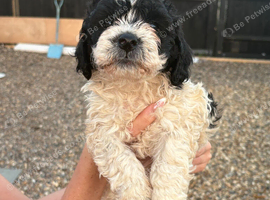 Beautiful Cockapoo Puppies &ndash; 1 Boy & 5 Girls &ndash; Ready for Loving Homes &ndash; &pound;800