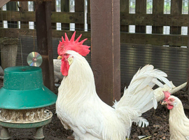 White star cockerel forsale