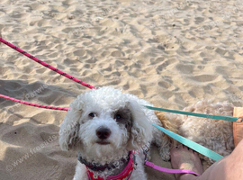 Beautiful Shih-Poo Puppies (Shih Tzu &times; Poodle) Looking for Their Forever Homes ️