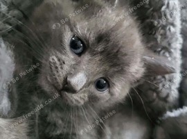 2 loving kitten
