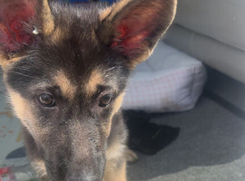 Gorgeous 5 month old girl pup