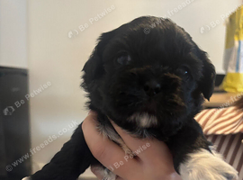 Shih tzu female ready now