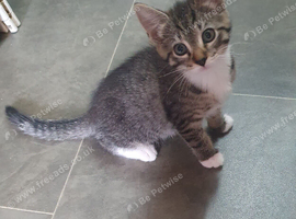 3 kittens ready now