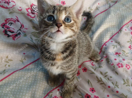 Beautiful tabby girl kitten  5 weeks