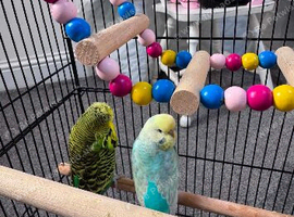 Birds for Sale